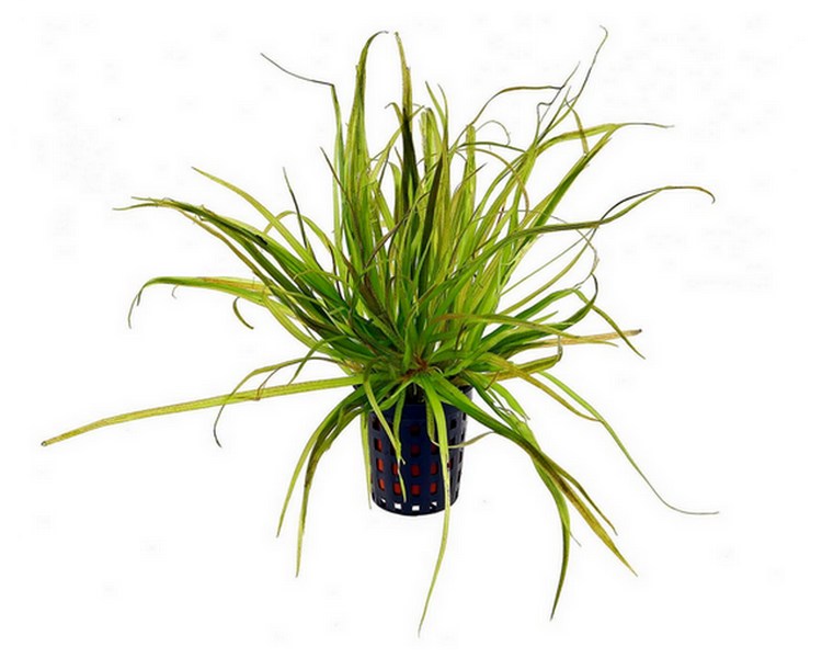 Blyxa Japonica 5cm pot